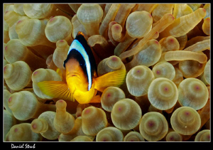 Clown and his symbiotic anemone :-D by Daniel Strub 